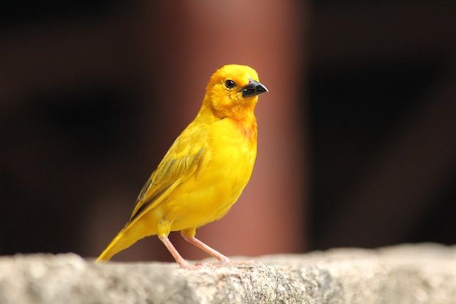 谈谈计算机安全领域的高频词汇 Canary